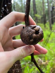 Apiomorpha variabilis