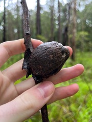 Apiomorpha variabilis