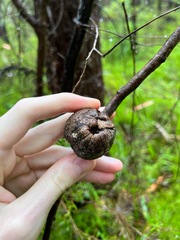Apiomorpha variabilis
