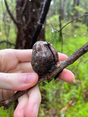 Apiomorpha variabilis
