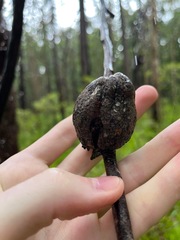 Apiomorpha variabilis