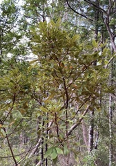 Pseudopanax discolor
