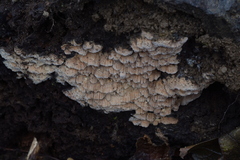 Pycnoporellus alboluteus
