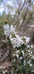 Epacris gunnii