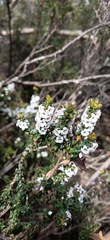Epacris gunnii