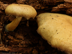 Tricholomopsis