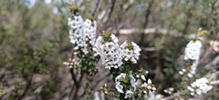 Epacris gunnii