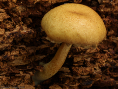 Tricholomopsis