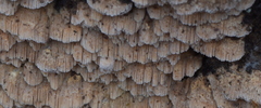 Pycnoporellus alboluteus