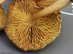 Tricholomopsis