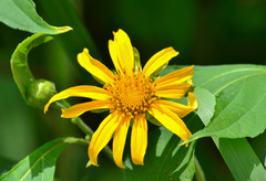 Tithonia