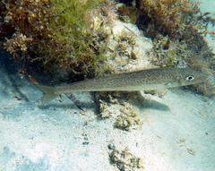 Sillaginodes punctatus