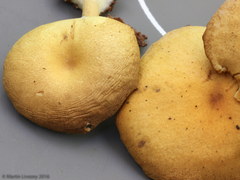 Tricholomopsis