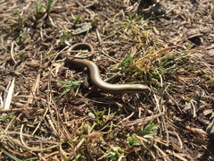 Ablepharus kitaibelii