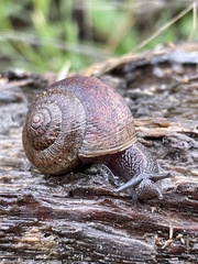 Helminthoglypta nickliniana