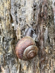 Helminthoglypta nickliniana