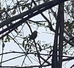 Acanthorhynchus tenuirostris