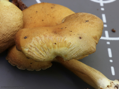 Tricholomopsis