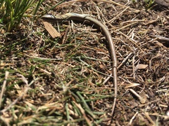 Ablepharus kitaibelii