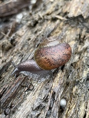 Helminthoglypta nickliniana