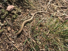 Ablepharus kitaibelii