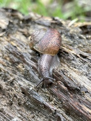 Helminthoglypta nickliniana