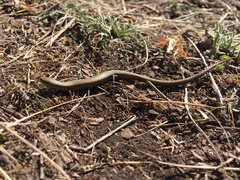 Ablepharus kitaibelii