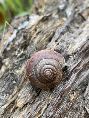 Helminthoglypta nickliniana