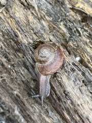 Helminthoglypta nickliniana