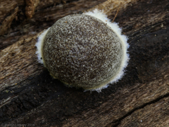 Reticularia