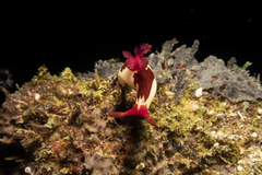 Nembrotha chamberlaini