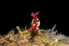 Nembrotha chamberlaini