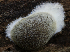 Reticularia