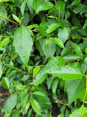 Alnus jorullensis