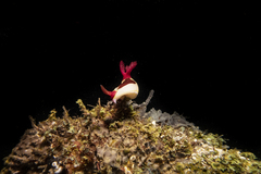 Nembrotha chamberlaini