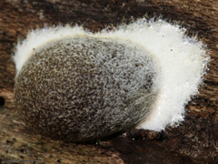 Reticularia