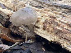 Bolbitius aleuriatus