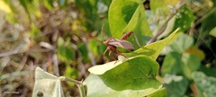 Crinocerus sanctus