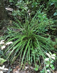 Cordyline pumilio
