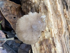 Bolbitius aleuriatus