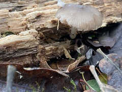 Bolbitius aleuriatus