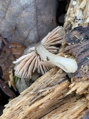 Bolbitius aleuriatus