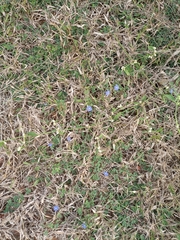 Evolvulus alsinoides