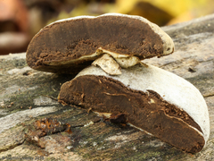 Reticularia