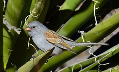 Spizella atrogularis