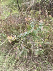 Pultenaea spinosa