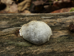 Reticularia
