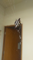 Gasteracantha geminata