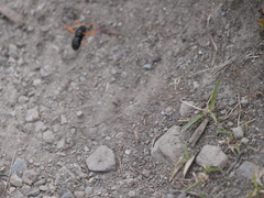 Hypodynerus guaicuru