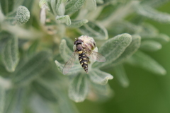 Allograpta hortensis
